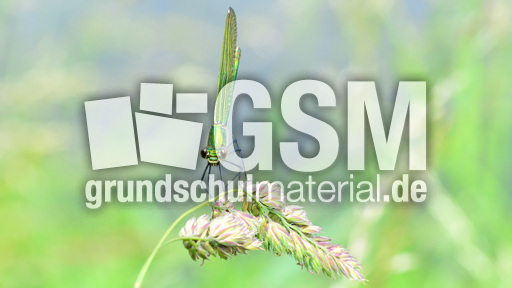 Gebänderte Prachtlibelle - Weibchen (9).jpg